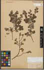 Foto von Salix starkeana Willd.